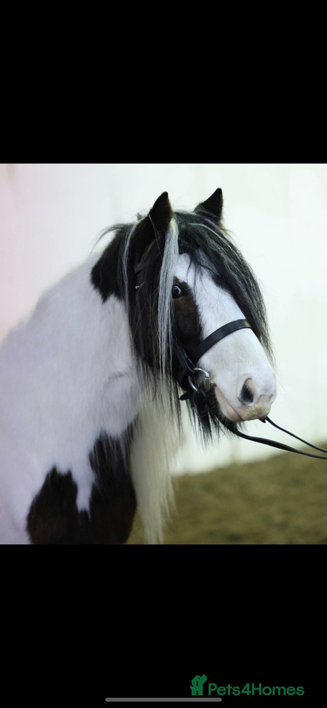 Irish Cob horses for sale: Quiet 3 year old 13hh mare  - Image 4