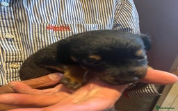 Mixed Breed dogs for sale: 8 puppies available rottweiler x border collie - Image 10