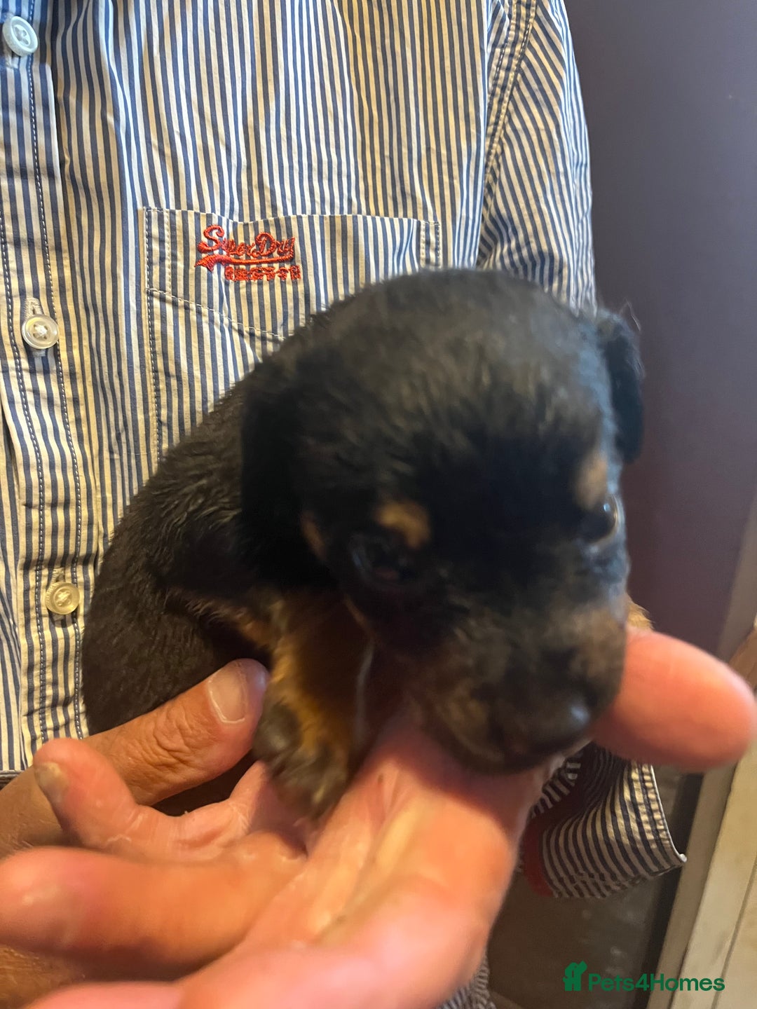 Mixed Breed dogs for sale: 8 puppies available rottweiler x border collie - Image 10