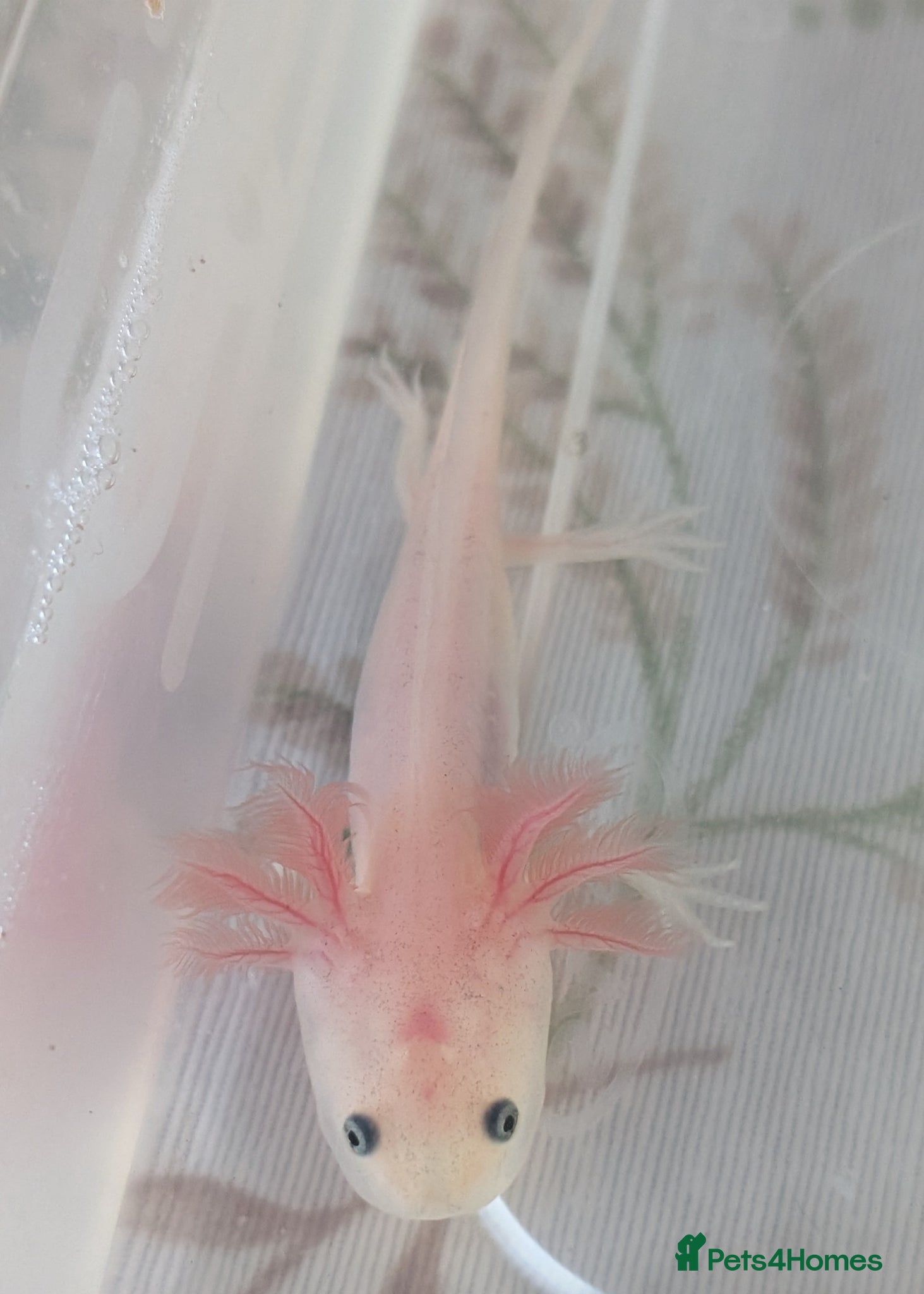 Axolotl reptiles for sale: Leucistic Axolotls - Available Now - Advert 7