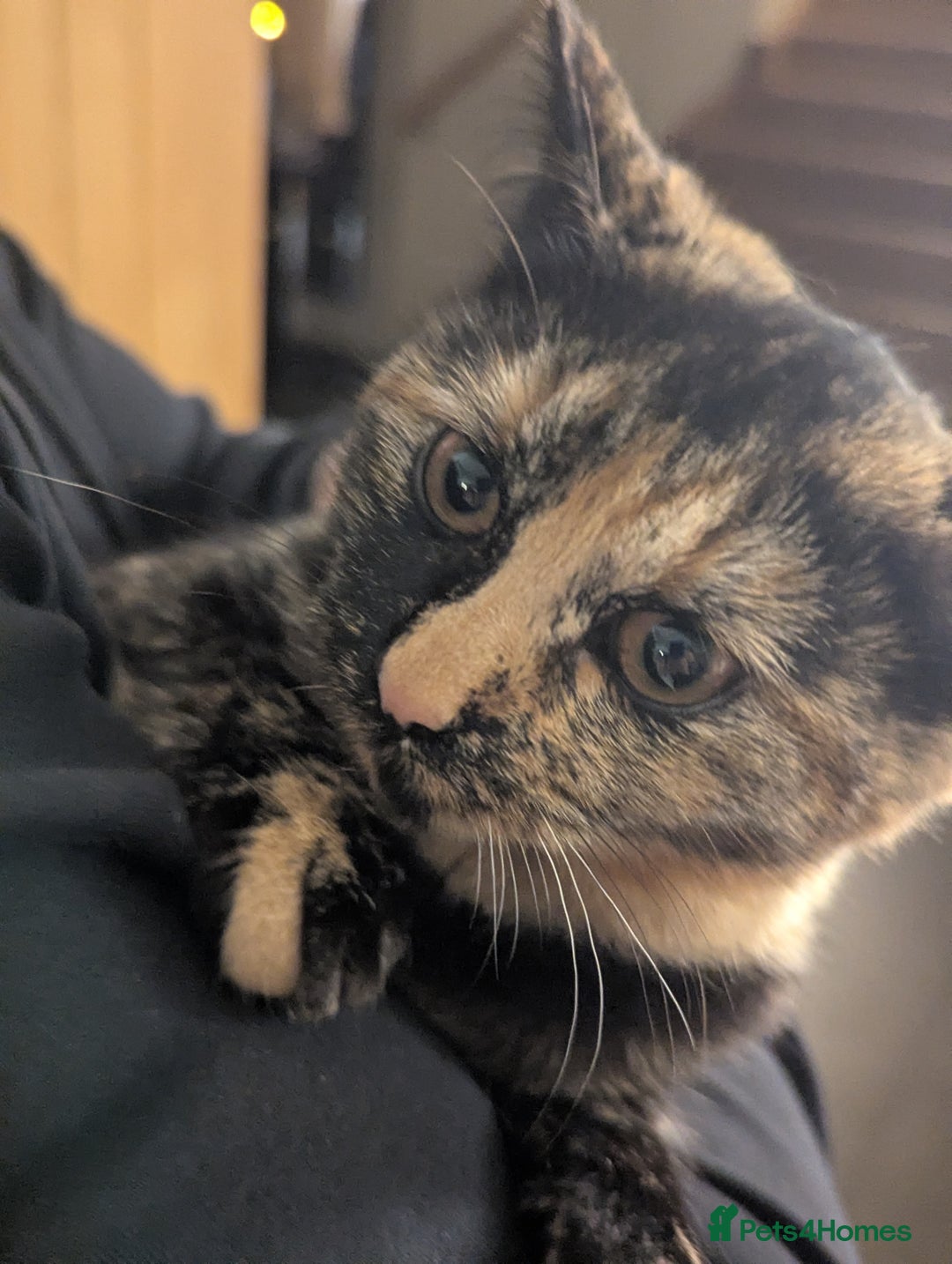 Bengal cats for sale: Male Bengal/Norwegian Forest Cat. Ginger & Black - Advert 5