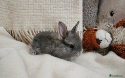Mini Lop rabbits for sale: Adorable Baby Minilops Mixed - Image 16