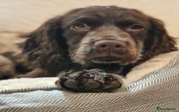Cocker Spaniel dogs for sale: Working Cocker spaniel  - Image 3