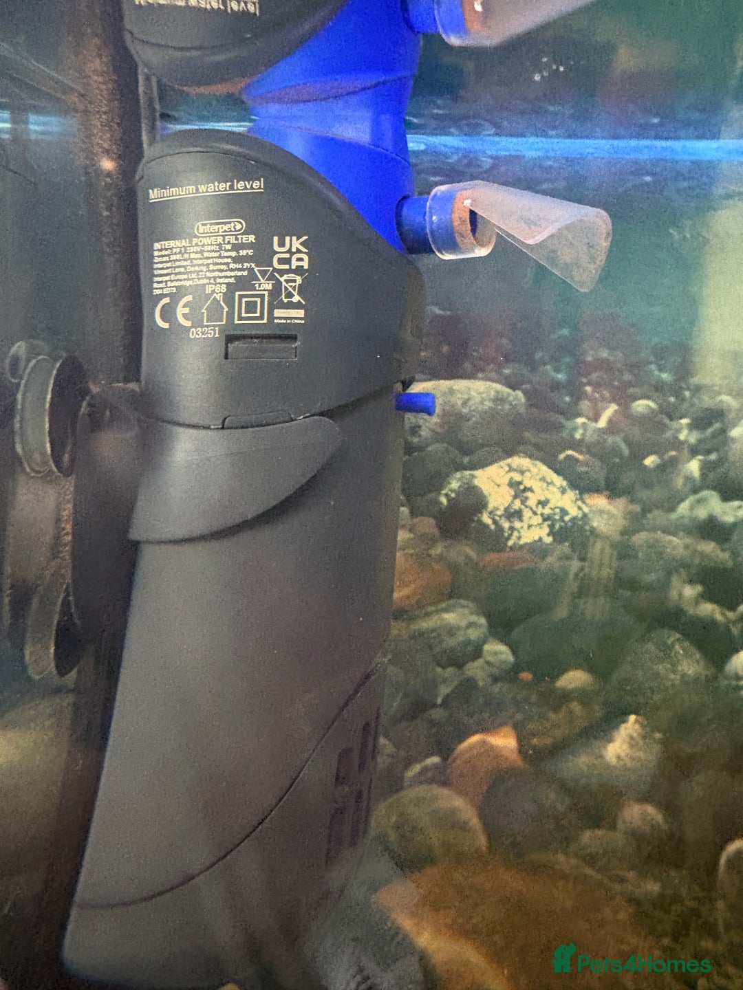 Cichlids fish for sale: Mix of Tropical Fish with Tank  - Advert 10