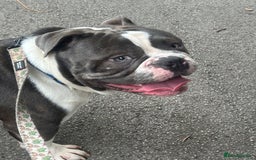 Olde English Bulldogge dogs for sale: 14 Month Olde English Bulldog  - Advert 4