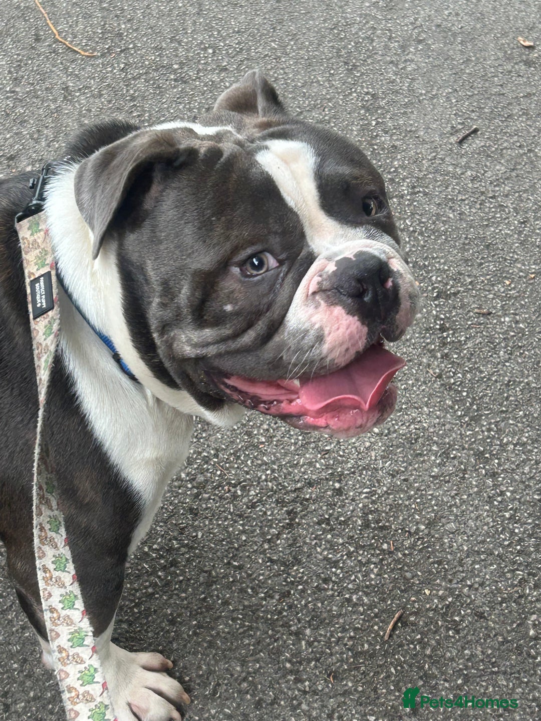 Olde English Bulldogge dogs for sale: 14 Month Olde English Bulldog  - Advert 4