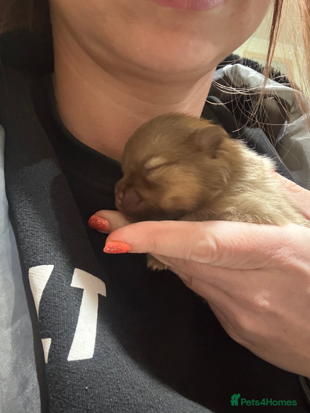Pomeranian dogs for sale: Lavender/lilac/chocolate/tan pomeranians - Image 2