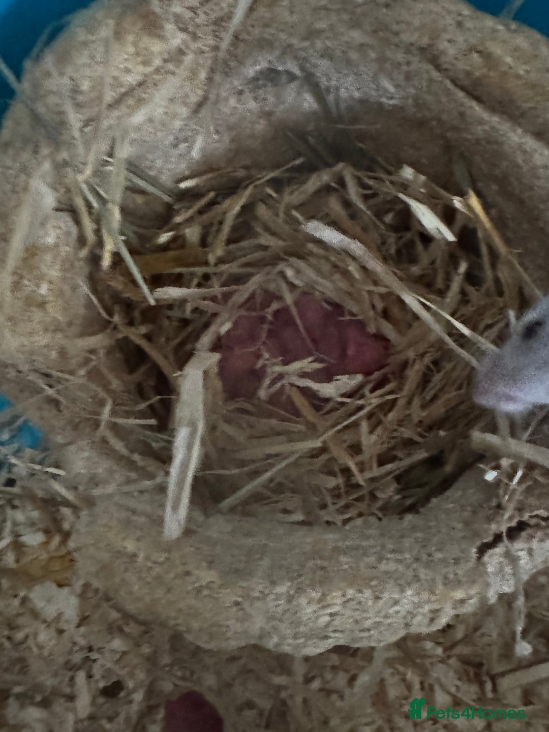 Mouse rodents for sale: Fancy mice  - Image 1