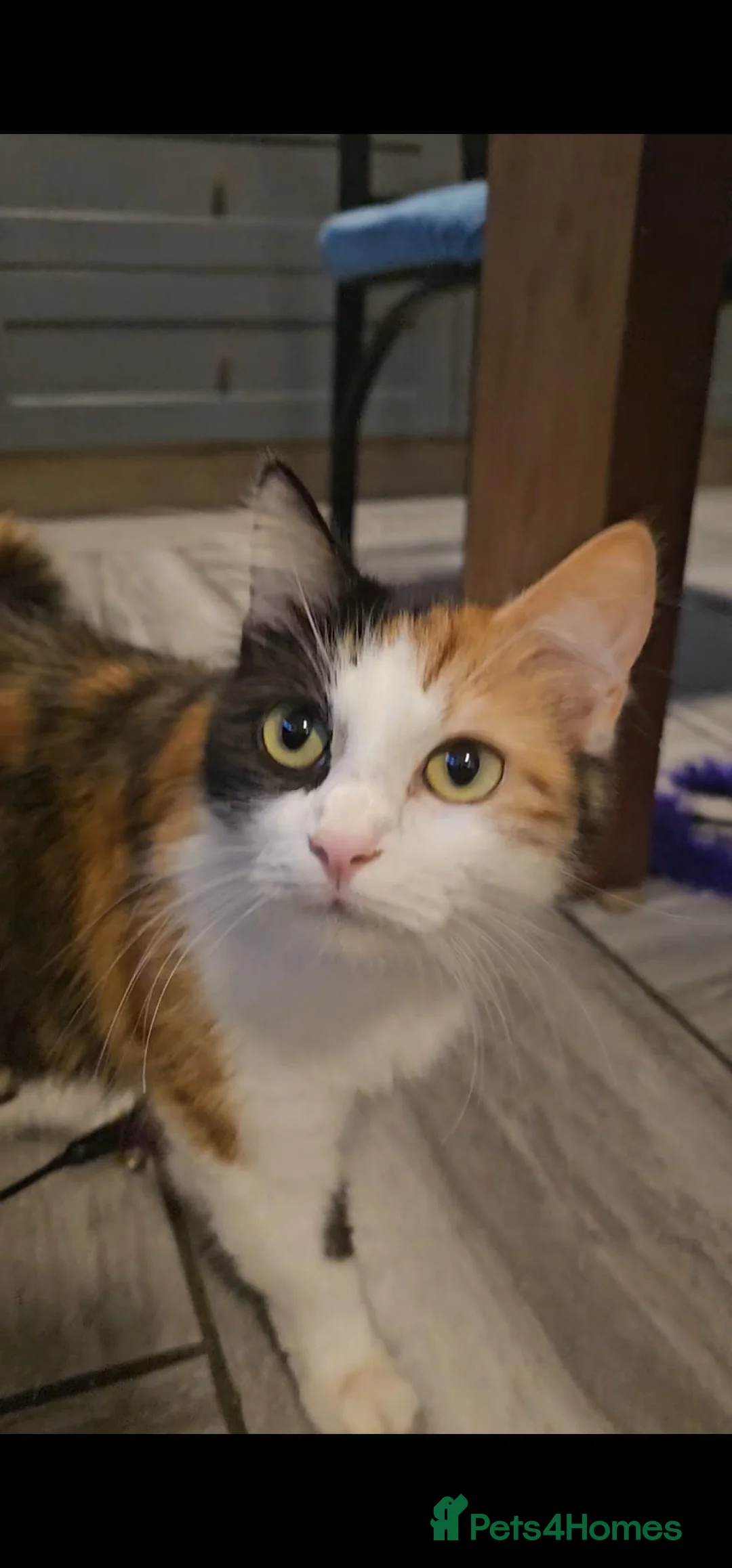 Mixed Breed cats for sale: Lovely mixed kittens in Preston - Advert 29