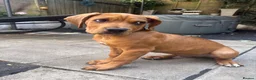 Mixed Breed dogs for sale: Lenny 14 week old cane corso x staffy pup - Advert 6