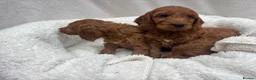 Cavapoo dogs for sale: Cavapoo puppies - Advert 17