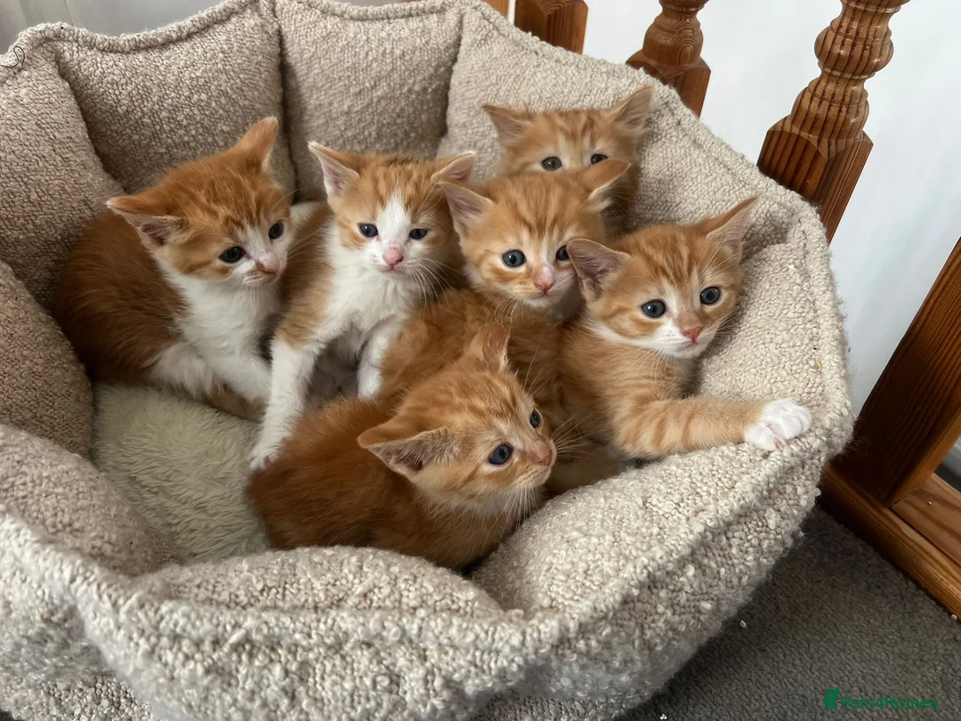 Mixed Breed cats for sale: Gorgeous white and ginger kittens - Advert 1