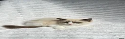 Ragdoll cats for sale: Stunning READY TO LEAVE RAGDOLLS - Advert 7
