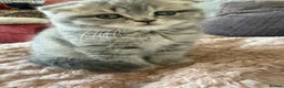 Scottish Fold cats for sale: Luxury Scottish folded NY12 ready to going.  - Advert 18