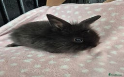 Mini Lion Lop rabbits for sale: 8 Beautiful Lion Lop Bunnies available to reserve. - Image 12
