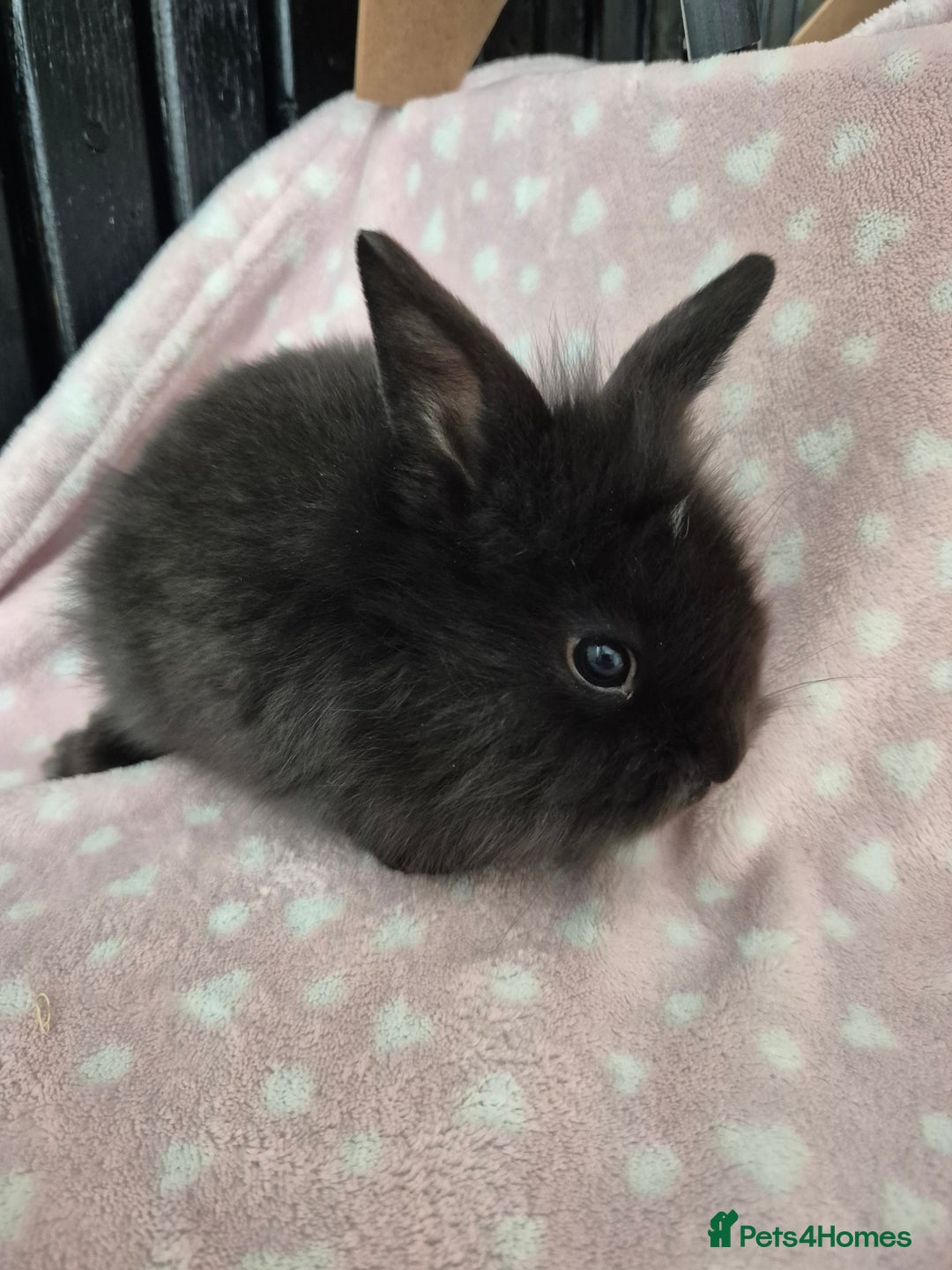 Mini Lion Lop rabbits for sale: 8 Beautiful Lion Lop Bunnies available to reserve. - Image 12