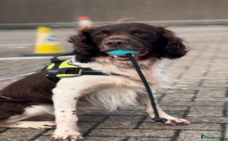 English Springer Spaniel dogs Hip/Elbow Scored and Health Tested, KC Springers  - Advert 3