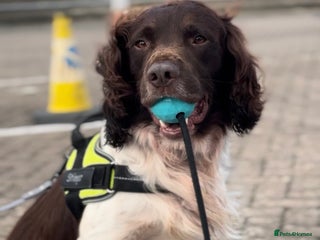 English Springer Spaniel dogs Hip/Elbow Scored and Health Tested, KC Springers - Advert 6