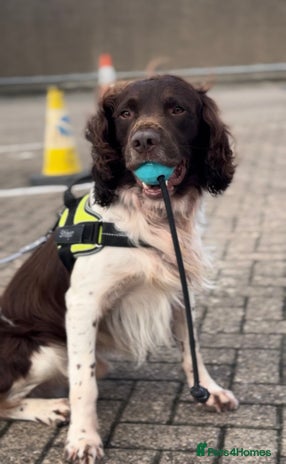 English Springer Spaniel dogs Hip/Elbow Scored and Health Tested, KC Springers - Advert 1