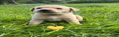 Labrador Retriever - Yellow