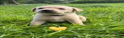 Labrador Retriever dogs for sale: Stunning Fox Red & Golden Labrador Puppies - Advert 28