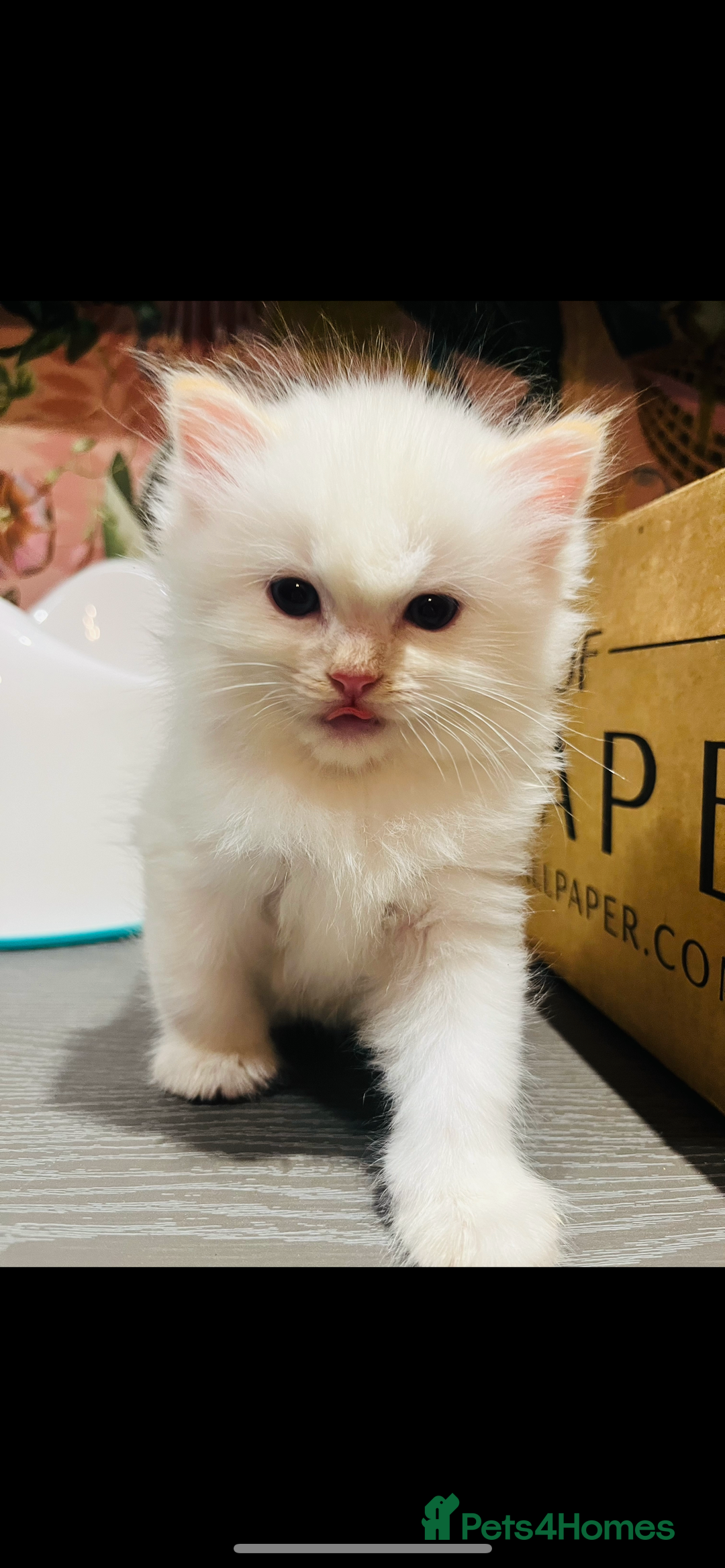 Ragdoll cats for sale: Ragdoll babies  - Advert 3