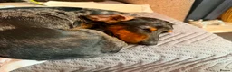 Miniature Dachshund dogs for sale: Lovely miniature dachshund puppies  - Advert 1