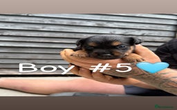 Patterdale Terrier dogs for sale: Patterdale terrier puppies for sale  - Image 11
