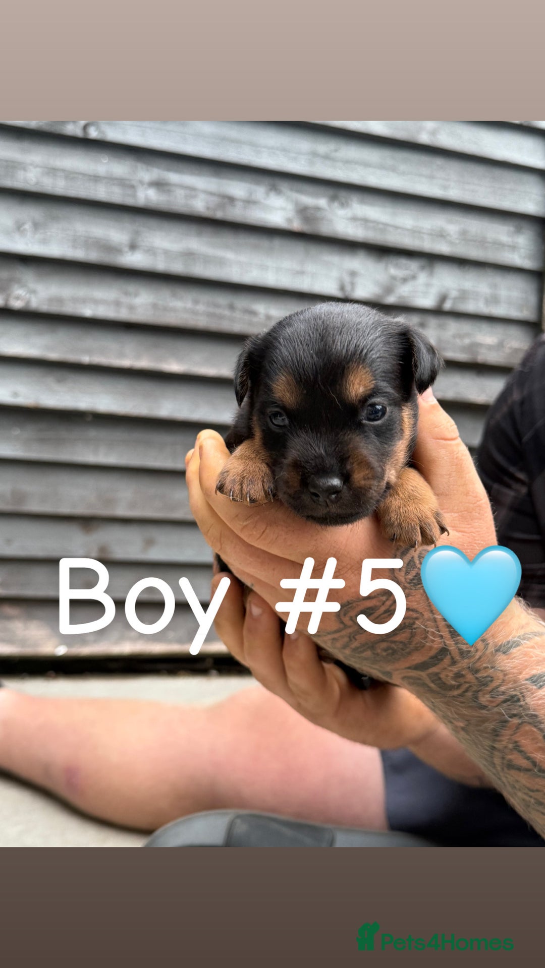 Patterdale Terrier dogs for sale: Patterdale terrier puppies for sale  - Image 11