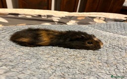 Guinea Pig rodents for sale: 3x males  - Image 3
