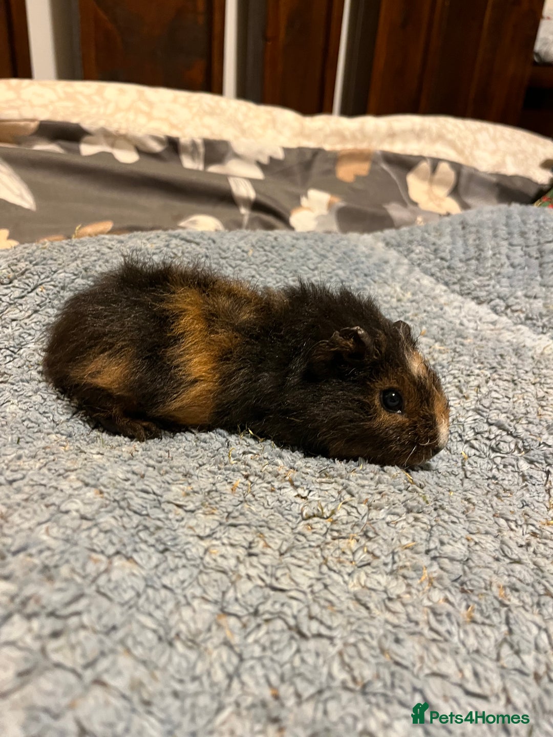 Guinea Pig rodents for sale: 3x males  - Image 3