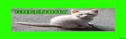 British Shorthair cats for sale: Stunning Lilac British Shorthair Kittens For Sale - Advert 16