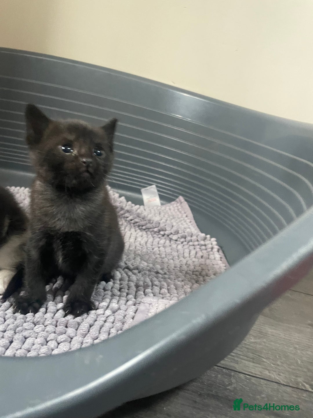 Mixed Breed cats for sale: Kittens - Image 9