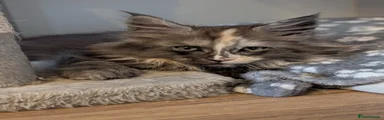 Maine Coon Kitten Female - Cream