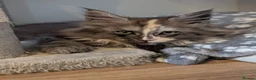 Maine Coon cats for sale: Stunning Tica pedigree kittens - Advert 17