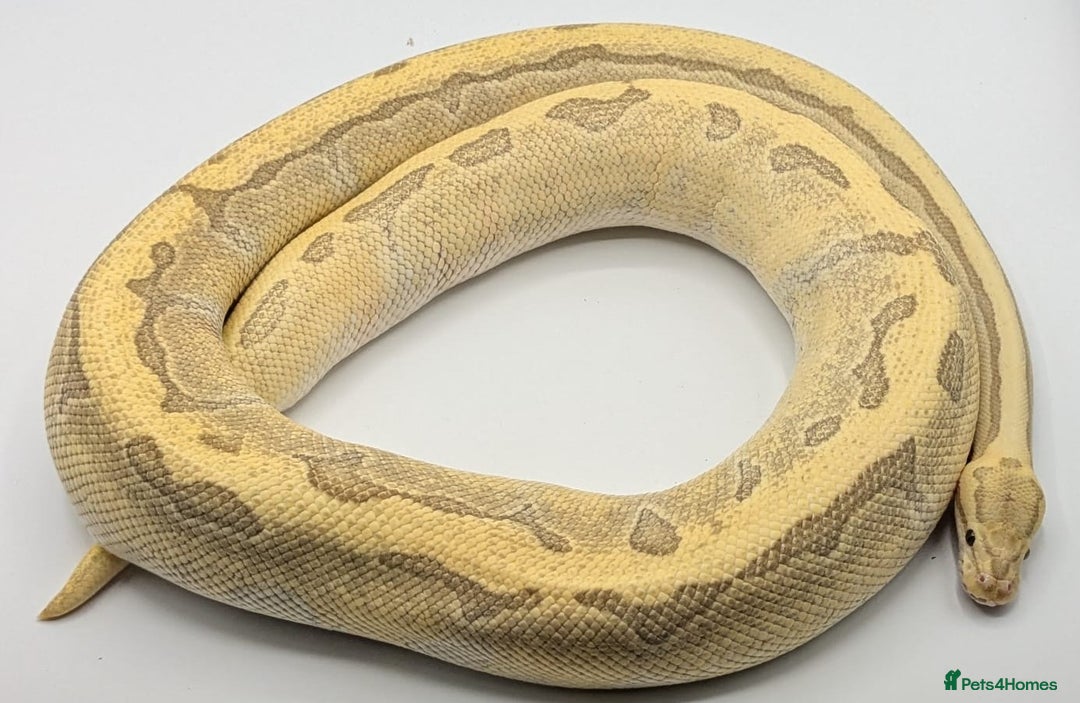 Python Snake reptiles for sale: Royal Pythons  - Image 13