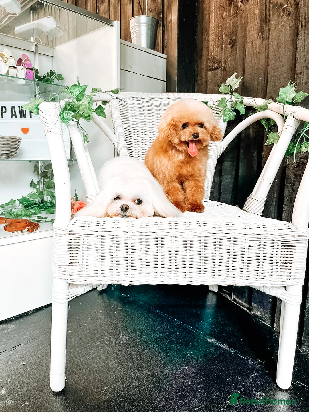 Toy Poodle dogs for stud:  **  Asian KC Toy Poodle for Stud DNA tested in Rickmansworth - Advert 7