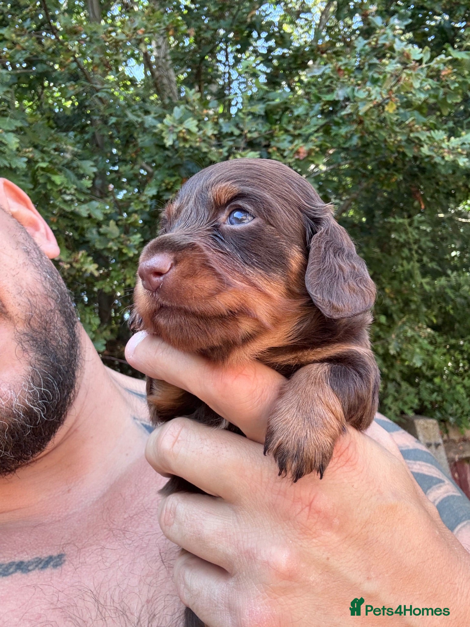 Miniature Dachshund dogs Miniature dachshund long haired - Advert 2