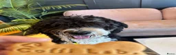 Bernedoodle dogs for sale: 2 yr old Bernedoodle- Male  - Advert 30