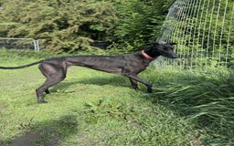 Greyhound dogs for sale: Eli and Oprah 🩵🩷 - Image 3