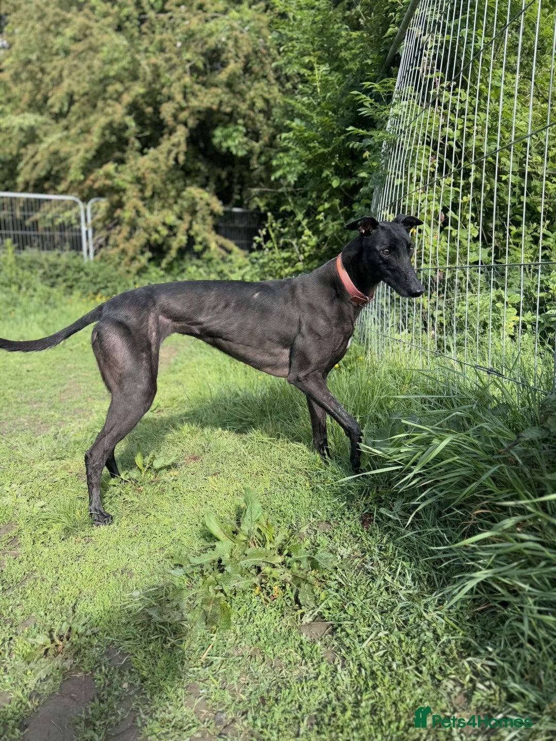Greyhound dogs for sale: Eli and Oprah 🩵🩷 - Image 3