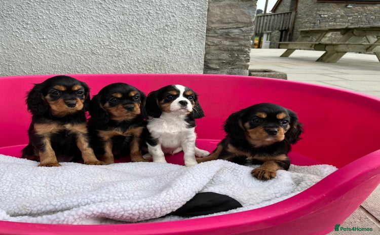 Cavalier King Charles Spaniel dogs - Advert 3