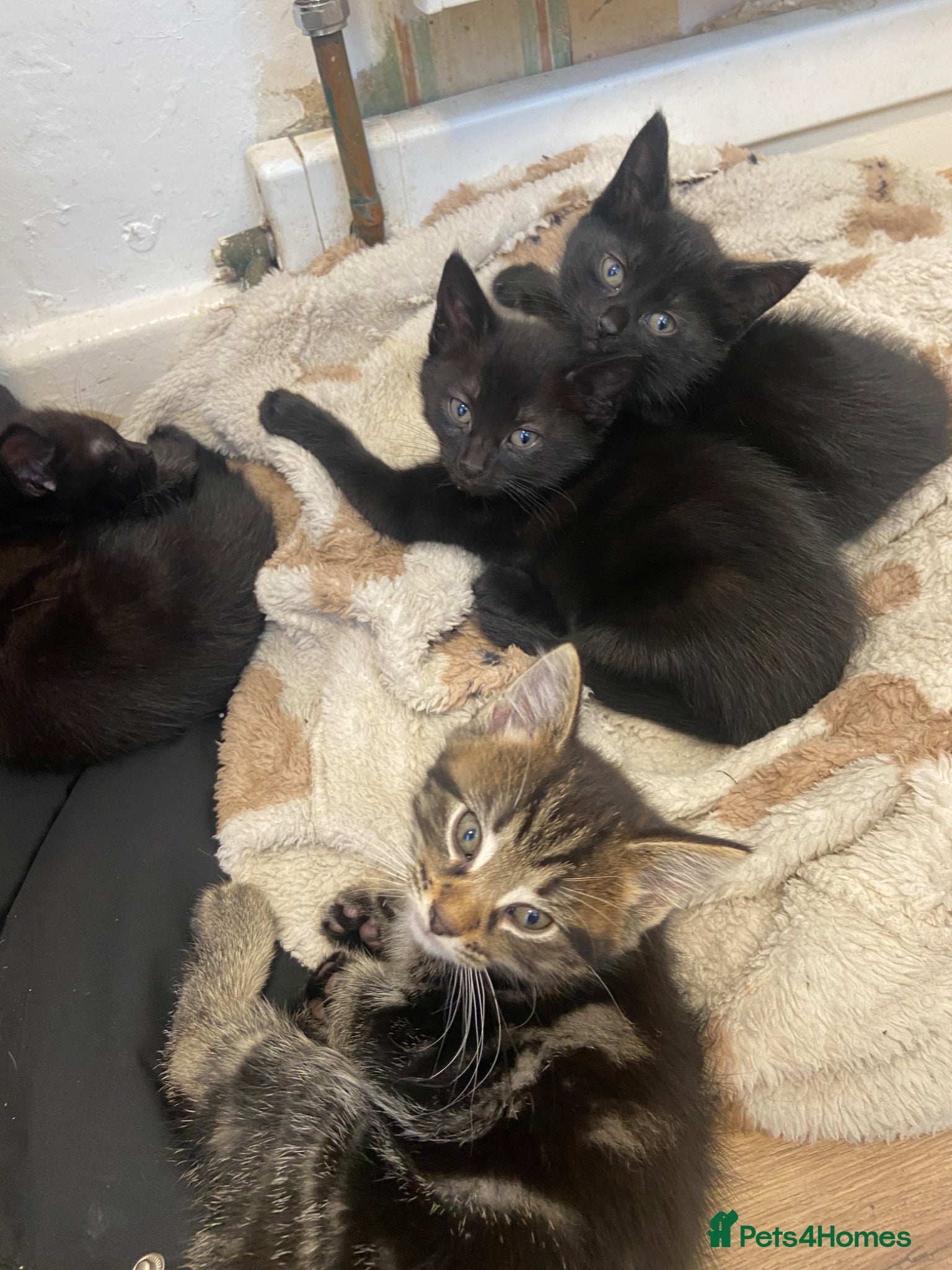 Toyger cats for sale: Mixed tabby toyger kittens  in Hull - Advert 3