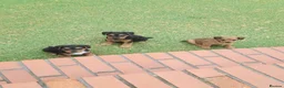Patterdale Terrier dogs for sale: Pattadale terrier pups in Liverpool - Advert 24
