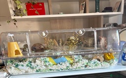 Hamster rodents for sale: ***RESERVED*** dwarf hamster looking for a home - Image 3