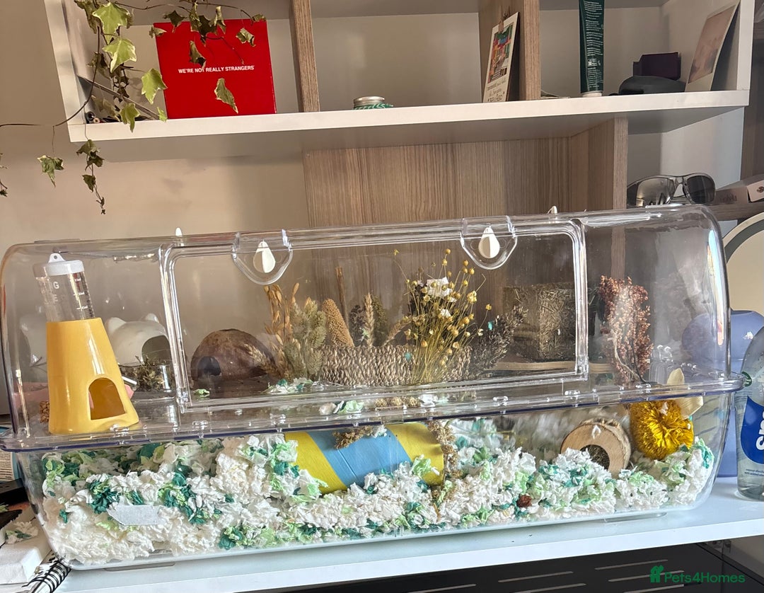 Hamster rodents for sale: ***RESERVED*** dwarf hamster looking for a home - Image 3