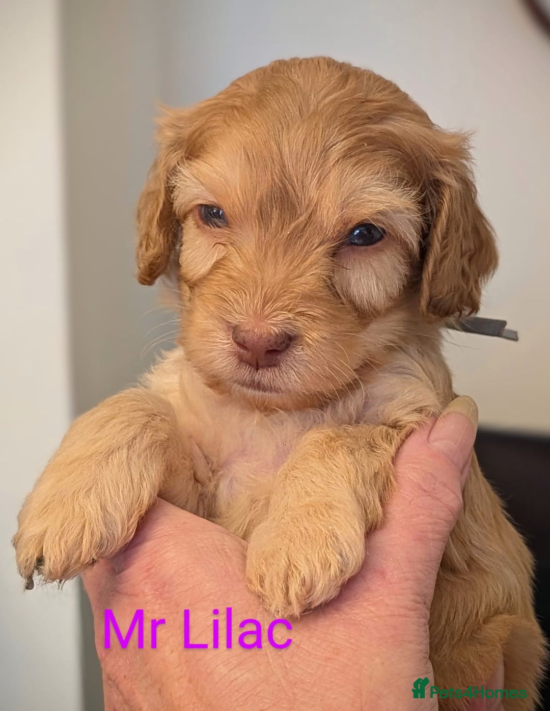 Mixed Breed dogs for sale: Beautiful Miniature Cockerdoodle pups - Image 8