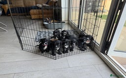 Sprocker dogs for sale: Sprocker Spaniel pups READY NOW - Image 19