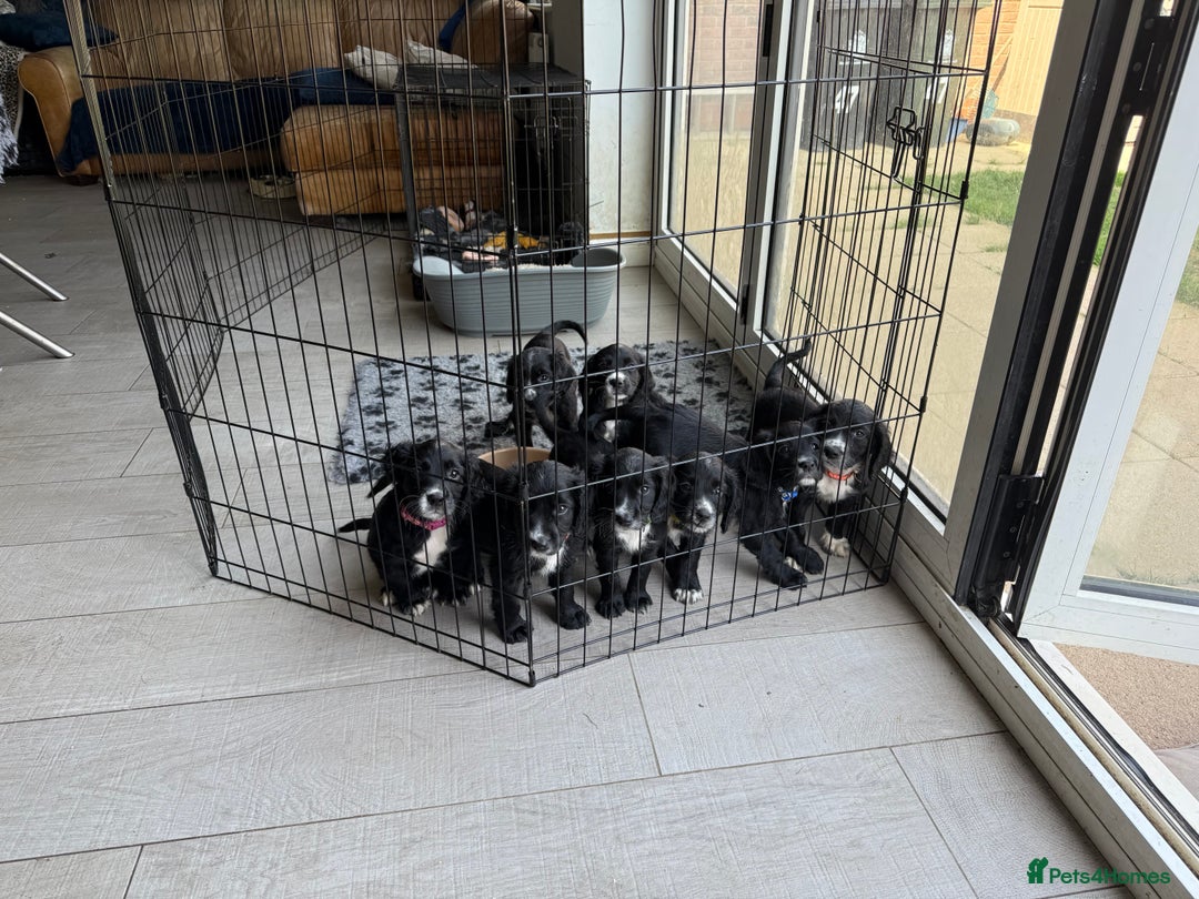 Sprocker dogs for sale: Sprocker Spaniel pups READY NOW - Image 19