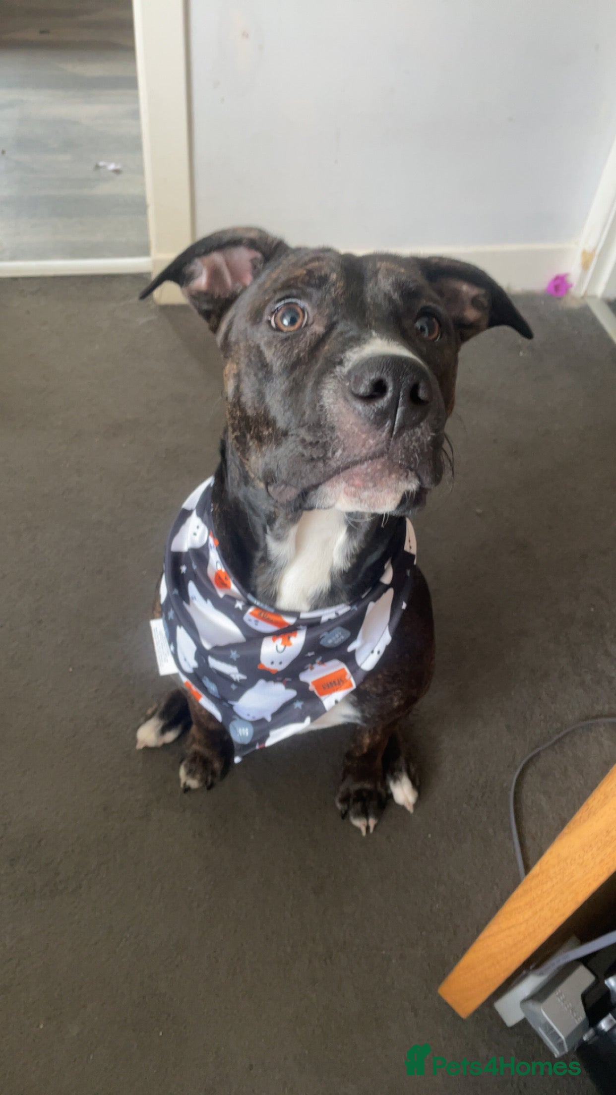 American Bull Staffy dogs loving home needed  in Fraserburgh - Advert 7